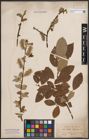 Foto von Salix caprea L.